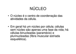 NÚCLEO
• O núcleo é o centro de coordenação das
  atividades da célula.

• Em geral há um núcleo por célula; células
  sem núcleo são apenas uma fase da vida; há
  células binucleadas (paramécio) e
  plurinucleadas (fibra muscular estriada
  esquelética).
 