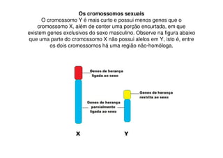 Os cromossomos sexuais
      O cromossomo Y é mais curto e possui menos genes que o
    cromossomo X, além de conter uma porção encurtada, em que
existem genes exclusivos do sexo masculino. Observe na figura abaixo
que uma parte do cromossomo X não possui alelos em Y, isto é, entre
         os dois cromossomos há uma região não-homóloga.
 