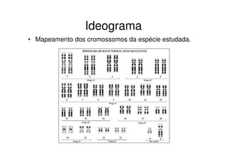 Ideograma
• Mapeamento dos cromossomos da espécie estudada.
 