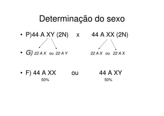 Determinação do sexo
• P)44 A XY (2N)           x   44 A XX (2N)

• G) 22 A X   ou 22 A Y        22 A X ou 22 A X




• F) 44 A XX              ou       44 A XY
         50%                         50%
 