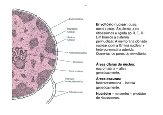 Envoltório nuclear: duas
membranas. A externa com
ribossomos e ligada ao R.E. R.
Em branco a cisterna
perinuclear. A membrana do lado
nuclear com a lâmina nuclear +
heterocromatina aderida.
Observar os poros do envoltório.


Áreas claras do núcleo:
eucromatina – ativa
geneticamente.
Áreas escuras:
heterocromatina – inativa
geneticamente.
Nucléolo – no centro – produtor
de ribossomos.
 