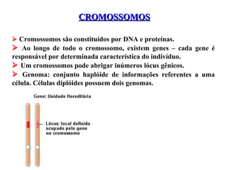 CROMOSSOMOSCROMOSSOMOS
 Cromossomos são constituídos por DNA e proteínas.
 Ao longo de todo o cromossomo, existem genes – cada gene é
responsável por determinada característica do indivíduo.
 Um cromossomos pode abrigar inúmeros lócus gênicos.
 Genoma: conjunto haplóide de informações referentes a uma
célula. Células diplóides possuem dois genomas.
 