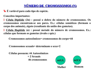 NÚMERO DE CROMOSSOMOS (N)NÚMERO DE CROMOSSOMOS (N)
 É variável para cada tipo de espécie.
Conceitos importantes:
 Célula Diplóide (2n) : possui o dobro do número de cromossomos. Os
cromossomos encontram-se aos pares. Ex.: células somáticas (formam o
corpo dos animais), zigoto (resultante da união dos gametas).
 Célula Haplóide (n) : possui metade do número de cromossomos. Ex.:
células que formam os gametas (óvulo e sptz.)
Cromossomos autossômicos= cromossomos do corpo=44
Cromossomos sexuais= determinam o sexo=2
Células possuem: 44 Autossômicos
+ 2 Sexuais
46 cromossomos 44XX 44XY
HomemMulher
 