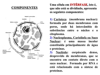 COMPONENTESCOMPONENTES
Uma célula emUma célula em INTÉRFASEINTÉRFASE, isto é,, isto é,
que não está se dividindo, apresentaque não está se dividindo, apresenta
os seguintes componentesos seguintes componentes:
1) Carioteca (membrana nuclear):
formada por duas membranas com
poros, onde há intercâmbio de
substâncias entre o núcleo e o
citoplasma.
2) Nucleoplasma, Cariolinfa ou Suco
Nuclear: é uma massa incolor
constituída principalmente de água
e proteínas.
3) Nucléolo: corpúsculo denso,
desprovido de membranas, que se
encontra em contato direto com o
suco nuclear. Formado por RNA e
está relacionado com a síntese de
proteínas.
 