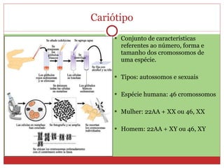 Cariótipo Conjunto de características referentes ao número, forma e tamanho dos cromossomos de uma espécie. Tipos: autossomos e sexuais Espécie humana: 46 cromossomos Mulher: 22AA + XX ou 46, XX Homem: 22AA + XY ou 46, XY 