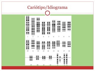 Cariótipo/Idiograma 