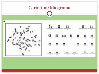 Cariótipo/Idiograma 