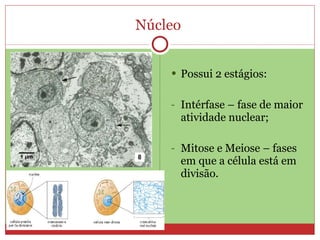 Núcleo  Possui 2 estágios: Intérfase – fase de maior atividade nuclear; Mitose e Meiose – fases em que a célula está em divisão. 