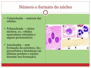 Número e formato do núcleo Uninucleada – maioria das células; Polinucleada – vários núcleos, ex.: células musculares estriadas e alguns protozoários; Anucleadas – sem formação da carioteca. Ex.: procariotos e hemáceas (as últimas perdem o núcleo durante sua formação). 