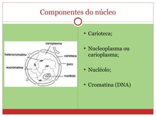 Componentes do núcleo Carioteca; Nucleoplasma ou carioplasma; Nucléolo; Cromatina (DNA) 