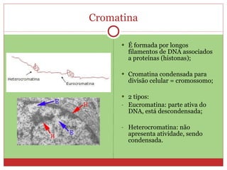 Cromatina É formada por longos filamentos de DNA associados a proteínas (histonas); Cromatina condensada para divisão celular = cromossomo; 2 tipos: Eucromatina: parte ativa do DNA, está descondensada; Heterocromatina: não apresenta atividade, sendo condensada. 