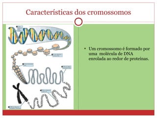 Características dos cromossomos Um cromossomo é formado por uma  molécula de DNA enrolada ao redor de proteínas. 