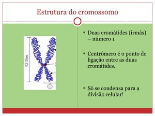 Estrutura do cromossomo Duas cromátides (irmãs) – número 1 Centrômero é o ponto de ligação entre as duas cromátides. Só se condensa para a divisão celular! 