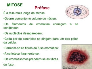 MITOSE
Prófase
É a fase mais longa da mitose
•Ocorre aumento no volume do núcleo;
•Os filamentos de cromatina começam a se
condensar;
•Os nucléolos desaparecem;
•Cada par de centríolos se dirigem para um dos pólos
da célula;
•Formam-se as fibras do fuso cromático;
•A carioteca fragmenta-se;
•Os cromossomos prendem-se às fibras
do fuso.
 