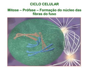 CICLO CELULAR
Mitose – Prófase – Formação do núcleo das
fibras do fuso
 