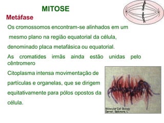 Metáfase
Os cromossomos encontram-se alinhados em um
mesmo plano na região equatorial da célula,
denominado placa metafásica ou equatorial.
As cromatides irmãs ainda estão unidas pelo
cêntromero
Citoplasma intensa movimentação de
partículas e organelas, que se dirigem
equitativamente para pólos opostos da
célula.
MITOSE
 