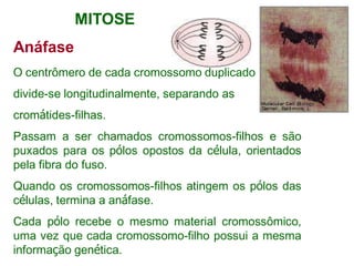 Anáfase
O centrômero de cada cromossomo duplicado
divide-se longitudinalmente, separando as
cromátides-filhas.
Passam a ser chamados cromossomos-filhos e são
puxados para os pólos opostos da célula, orientados
pela fibra do fuso.
Quando os cromossomos-filhos atingem os pólos das
células, termina a anáfase.
Cada pólo recebe o mesmo material cromossômico,
uma vez que cada cromossomo-filho possui a mesma
informação genética.
MITOSE
 