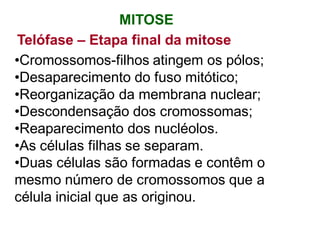 Telófase – Etapa final da mitose
•Cromossomos-filhos atingem os pólos;
•Desaparecimento do fuso mitótico;
•Reorganização da membrana nuclear;
•Descondensação dos cromossomas;
•Reaparecimento dos nucléolos.
•As células filhas se separam.
•Duas células são formadas e contêm o
mesmo número de cromossomos que a
célula inicial que as originou.
MITOSE
 