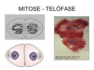 MITOSE - TELÓFASE
 