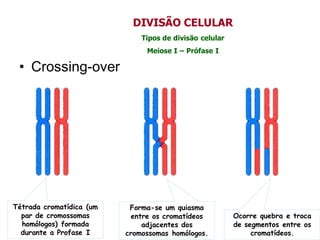 • Crossing-over
Tétrada cromatídica (um
par de cromossomas
homólogos) formada
durante a Profase I
Forma-se um quiasma
entre os cromatídeos
adjacentes dos
cromossomas homólogos.
Ocorre quebra e troca
de segmentos entre os
cromatídeos.
DIVISÃO CELULAR
Tipos de divisão celular
Meiose I – Prófase I
 