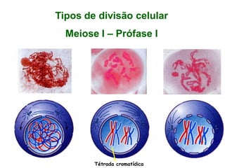 Tipos de divisão celular
Meiose I – Prófase I
Tétrada cromatídica
 