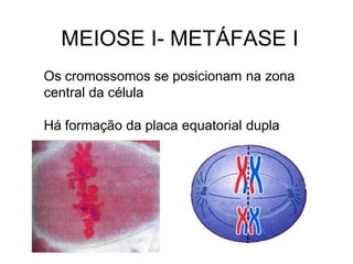 Os cromossomos se posicionam na zona
central da célula
Há formação da placa equatorial dupla
MEIOSE I- METÁFASE I
 