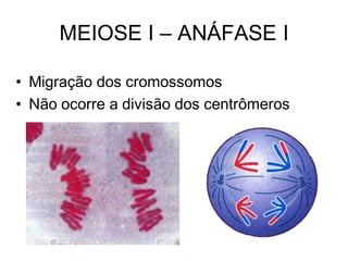 • Migração dos cromossomos
• Não ocorre a divisão dos centrômeros
MEIOSE I – ANÁFASE I
 