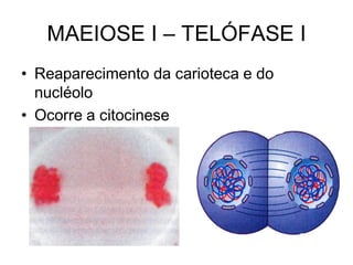 • Reaparecimento da carioteca e do
nucléolo
• Ocorre a citocinese
MAEIOSE I – TELÓFASE I
 