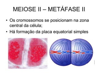 • Os cromossomos se posicionam na zona
central da célula;
• Há formação da placa equatorial simples
MEIOSE II – METÁFASE II
 