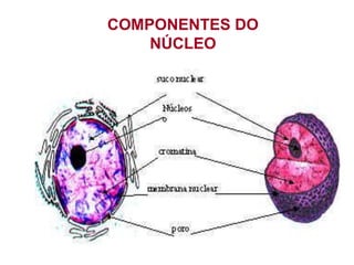 COMPONENTES DO
NÚCLEO
 