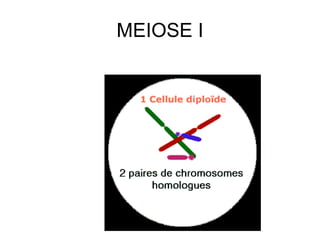 MEIOSE I
 
