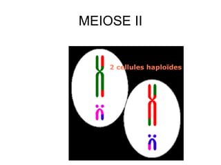 MEIOSE II
 