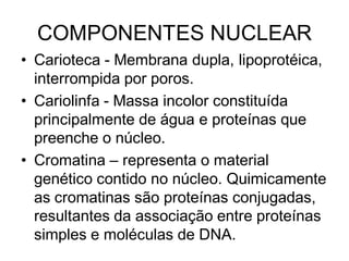 COMPONENTES NUCLEAR
• Carioteca - Membrana dupla, lipoprotéica,
interrompida por poros.
• Cariolinfa - Massa incolor constituída
principalmente de água e proteínas que
preenche o núcleo.
• Cromatina – representa o material
genético contido no núcleo. Quimicamente
as cromatinas são proteínas conjugadas,
resultantes da associação entre proteínas
simples e moléculas de DNA.
 