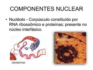 • Nucléolo - Corpúsculo constituído por
RNA ribossômico e proteínas; presente no
núcleo interfásico.
COMPONENTES NUCLEAR
CROMATINA
 