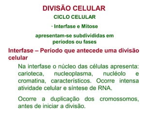 DIVISÃO CELULAR
CICLO CELULAR
· Interfase e Mitose
apresentam-se subdivididas em
períodos ou fases
Interfase – Período que antecede uma divisão
celular
Na interfase o núcleo das células apresenta:
carioteca, nucleoplasma, nucléolo e
cromatina, característicos. Ocorre intensa
atividade celular e síntese de RNA.
Ocorre a duplicação dos cromossomos,
antes de iniciar a divisão.
 
