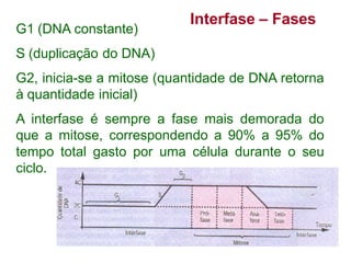 Interfase – Fases
G1 (DNA constante)
S (duplicação do DNA)
G2, inicia-se a mitose (quantidade de DNA retorna
à quantidade inicial)
A interfase é sempre a fase mais demorada do
que a mitose, correspondendo a 90% a 95% do
tempo total gasto por uma célula durante o seu
ciclo.
 
