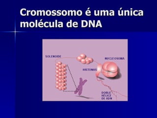 Cromossomo é uma única molécula de DNA 