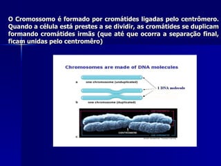 O Cromossomo é formado por cromátides ligadas pelo centrômero. Quando a célula está prestes a se dividir, as cromátides se duplicam formando cromátides irmãs (que até que ocorra a separação final, ficam unidas pelo centromêro) 