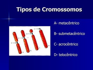 Tipos de Cromossomos A- metacêntrico B- submetacêntrico C- acrocêntrico D- telocêntrico 