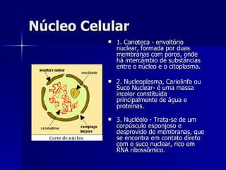 Núcleo Celular 1. Carioteca - envoltório nuclear, formada por duas membranas com poros, onde há intercâmbio de substâncias entre o núcleo e o citoplasma.  2. Nucleoplasma, Cariolinfa ou Suco Nuclear- é uma massa incolor constituída principalmente de água e proteínas. 3. Nucléolo - Trata-se de um corpúsculo esponjoso e desprovido de membranas, que se encontra em contato direto com o suco nuclear, rico em RNA ribossômico.  