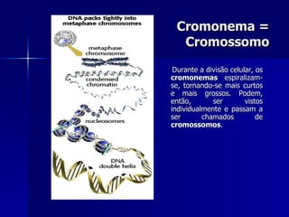 Cromonema = Cromossomo Durante a divisão celular, os  cromonemas  espiralizam-se, tornando-se mais curtos e mais grossos. Podem, então, ser vistos individualmente e passam a ser chamados de  cromossomos . 