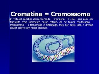 Cromatina = Cromossomo O material genético descondensado – cromatina - é ativo, pois pode ser transcrito mais facilmente nesse estado. Ao se tornar condensado – cromossomo – a transcrição é dificultada, mas por outro lado a divisão celular ocorre com maior precisão. 