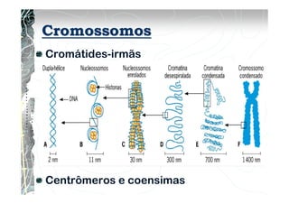 Cromossomos
Cromátides-irmãs
Centrômeros e coensimas