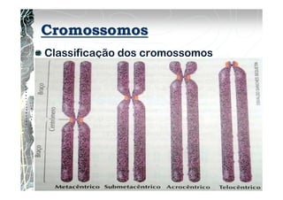 Cromossomos
Classificação dos cromossomos
-