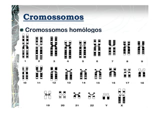 Cromossomos
Cromossomos homólogos
