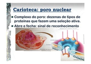 Carioteca: poro nuclear
Complexo do poro: dezenas de tipos de
proteínas que fazem uma seleção ativa.
Abre e fecha: sinal de reconhecimento