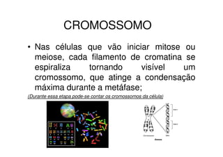 CROMOSSOMOS
• Nas células que vão iniciar mitose ou
meiose, cada filamento de cromatina se
espiraliza tornando visível um
cromossomo, que atinge a condensação
máxima durante a metáfase;
(Durante essa etapa pode-se contar os cromossomos da célula)
 