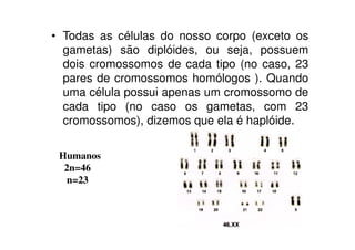 • Todas as células do nosso corpo (exceto os
gametas) são diplóides, ou seja, possuem
dois cromossomos de cada tipo (no caso, 23
pares de cromossomos homólogos ). Quando
uma célula possui apenas um cromossomo de
cada tipo (no caso os gametas, com 23
cromossomos), dizemos que ela é haplóide.
Humanos
2n=46
n=23
 