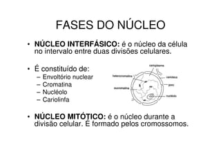 FASES DO NÚCLEO
• NÚCLEO INTERFÁSICO: é o núcleo da célula
no intervalo entre duas divisões celulares.
• É constituído de:
– Envoltório nuclear
– Cromatina
– Nucléolo
– Cariolinfa
• NÚCLEO MITÓTICO: é o núcleo durante a
divisão celular. É formado pelos cromossomos.
 