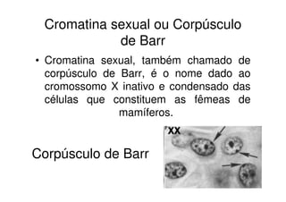 Cromatina sexual ou Corpúsculo
de Barr
• Cromatina sexual, também chamado de
corpúsculo de Barr, é o nome dado ao
cromossomo X inativo e condensado das
células que constituem as fêmeas de
mamíferos.
Corpúsculo de Barr
 